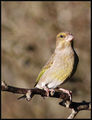 Зеленика-Greenfinch-Женска,през зимата ; comments:8
