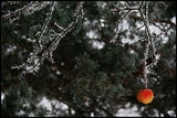 Making the welkin ring.On Christmas ; Коментари:28