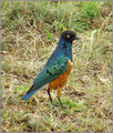 Superb Starling (Lamprotornis superbus) ; comments:9