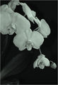 Орхидея ; comments:7