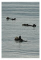Sea Otter / Морска Видра ; Коментари:8