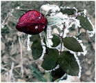 ...FrozeN_beauty... ; comments:17