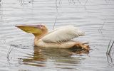 Розов пеликан (Pelecanus onocrotalus) ; comments:14