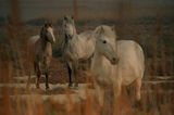 Wild horses in Camargue ; comments:65