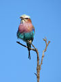 Lilac-breasted Roller (Coracias caudata) ; comments:30