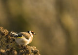 Щиглец (Carduelis carduelis) ; comments:18