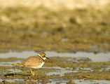 Речен дъждосвирец (Charadrius dubius) ; Коментари:10