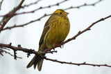 Жълта овесарка (Emberiza citrinella) ; comments:12