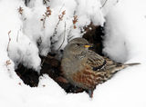 Alpine accentor ; comments:15