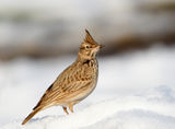 Crested Lark ; comments:19