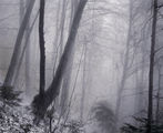 Winter Misty Woods ; comments:14