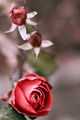 ...там, където розите цъфтят :-) ; comments:16