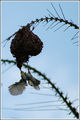 Weaver bird ; comments:4