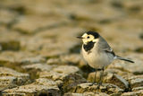 Бяла стърчиопашка (Motacilla alba) ; comments:15