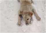 Белчо яде сняг.. :) ; comments:6