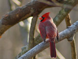 Red cardinal (момче) ; comments:12