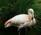 Розово фламинго (Phoenicopterus ruber) ; comments:6