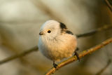 Белоглав дългоопашат синигер (Aegithalos caudatus caudatus) ; comments:37