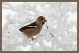 Черешарка (Coccothraustes coccothraustes) ; comments:20