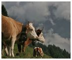 cows again ; Коментари:25