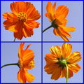 Orange cosmos ; comments:17