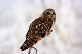 Short-eared Owl ; comments:58