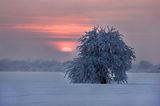 Зимното слънце ; comments:52