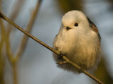 Белоглав дългоопашат синигер (Aegithalos caudatus caudatus) ; comments:61