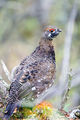 Spruce grouse (Falcipennis canadensis) ; comments:23