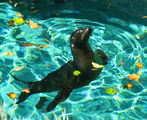 Sea lion ; comments:3
