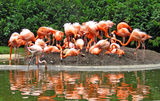 Ostruvut na flamingoto ; comments:19