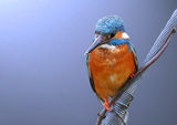 kingfisher ; comments:43