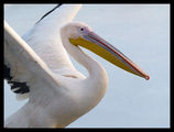 Розов пеликан (Pelecanus onocrotalus) #1 ; comments:9