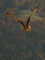 eagle owl ; comments:95