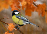 Parus Major ; comments:28