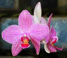 Орхидея ; comments:15