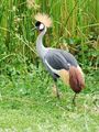 West African crowned Crane-Balearica pavonina ; comments:7