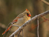 Red Cardinal (момиче) ; comments:16