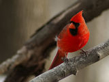 Red cardinal (момче)-2 ; Коментари:24