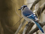 Сойка (Blue jay) ; Коментари:40