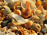 See shells ; comments:8