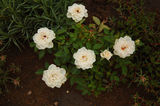 Бели рози ; comments:4