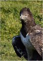 The Eagle Has Landed (Martial Eagle) ; comments:6