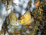 Елшова скатия (Carduelis spinus) - мъжки ; comments:32