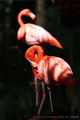 flamingo 1 ; comments:6