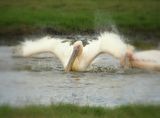Розов пеликан (Pelecanus onocrotalus) -  Накуру, Кения ; comments:12