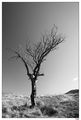 Пейзаж със самотно дърво и умряла лисица. ; comments:5