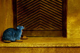 Синя котка на жълт фон! ; comments:52