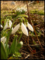 Първия знак на пролетта... ; comments:4