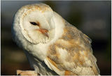 Barn Owl ; comments:11